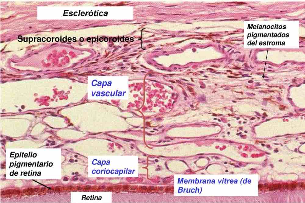 Histologia coroides