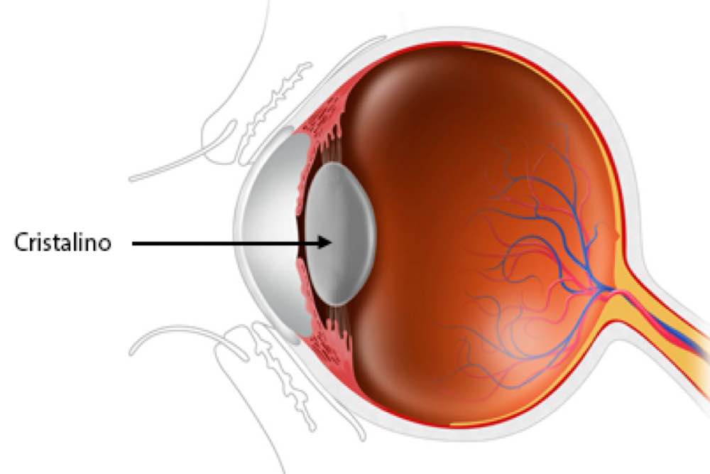 Cristalino del ojo