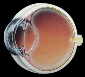 Globo ocular