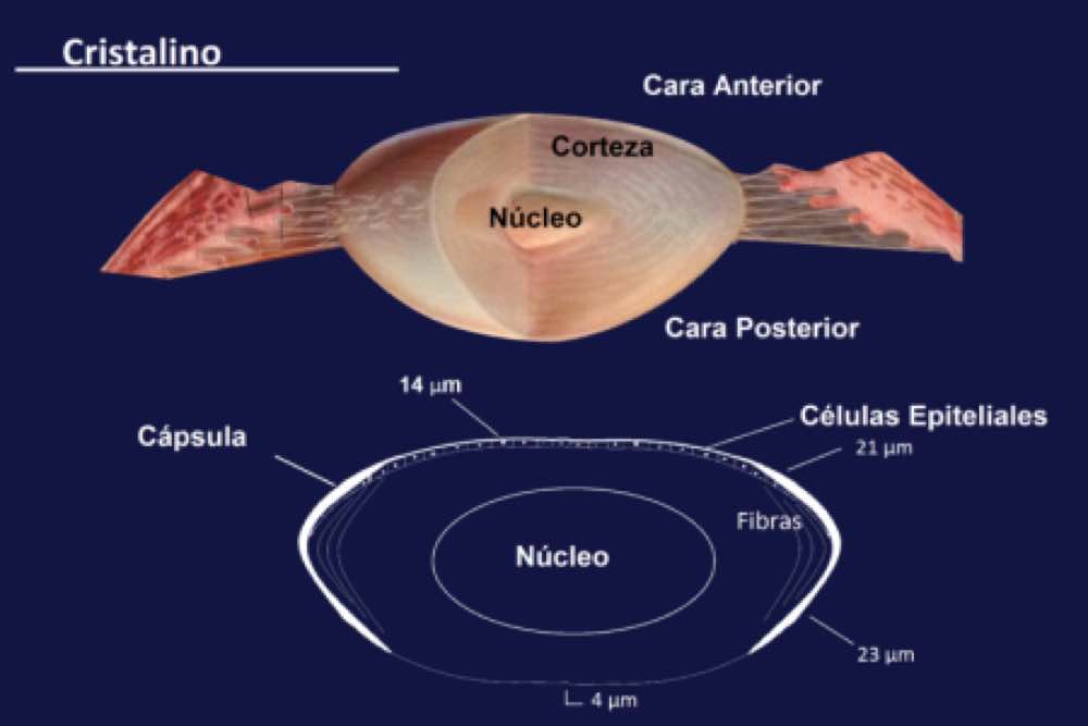 Estructura microscópica del cristalino