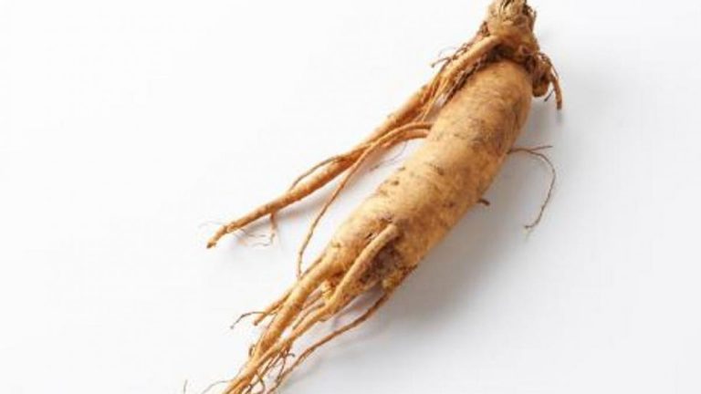 Ginseng planta