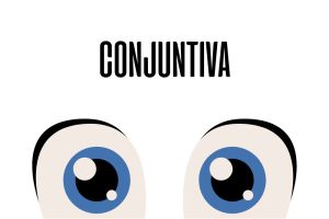 Conjuntiva