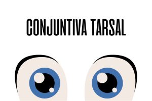Conjuntiva tarsal