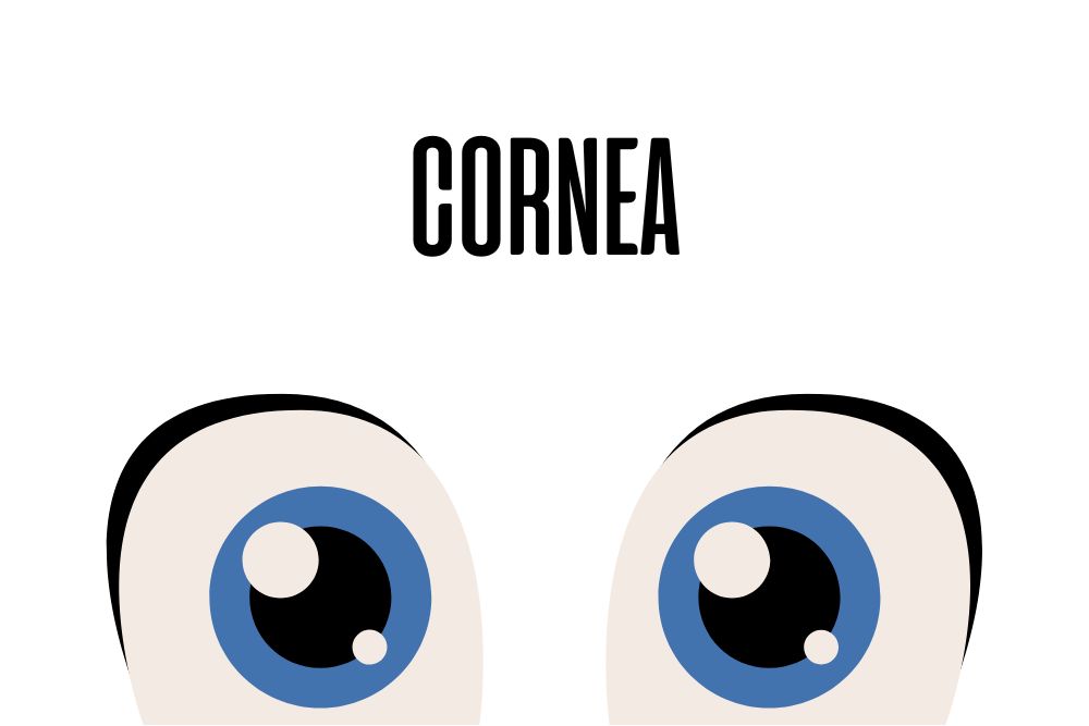 Cornea del ojo / Ojopedia