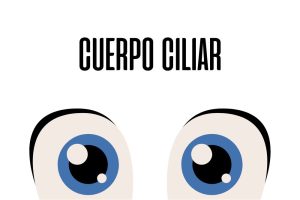 Cuerpo ciliar