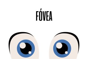 Fóvea