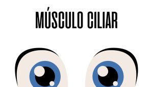 Músculo ciliar del ojo / Ojopedia
