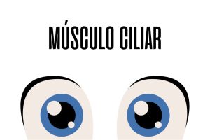 Músculo ciliar