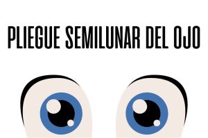 Pliegue semilunar