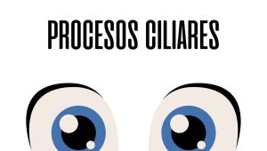 procesos ciliares / Ojopedia