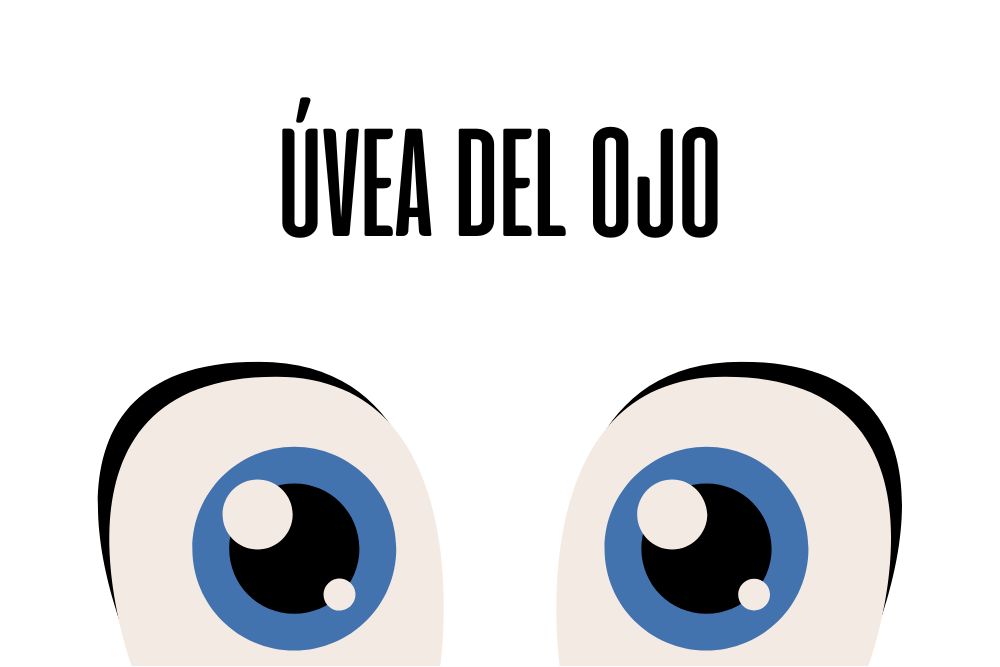 Uvea del ojo / Ojopedia