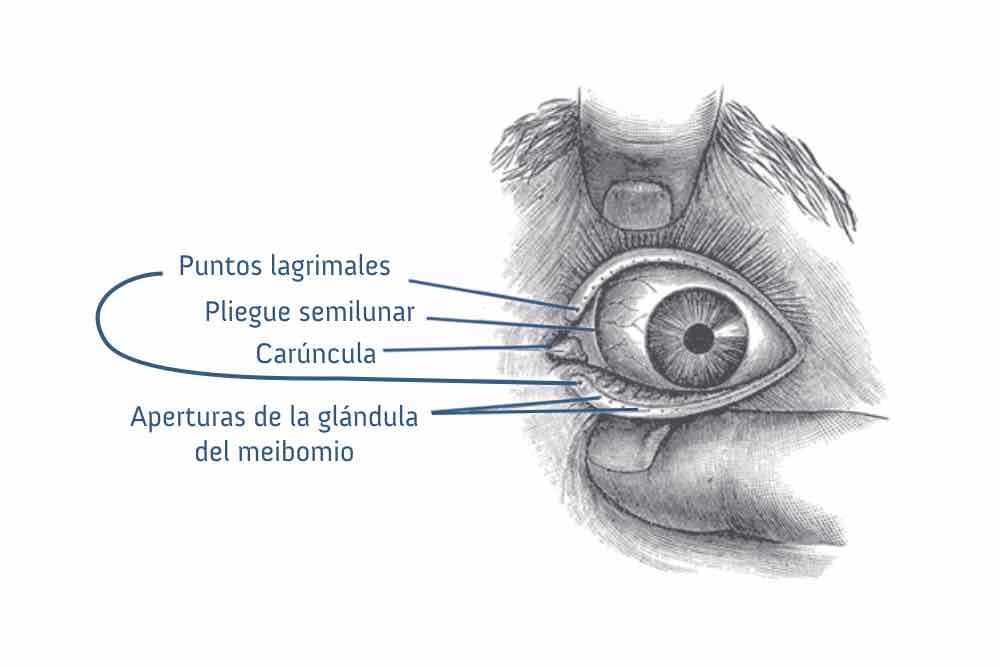 Dibujo pliegue semilunar