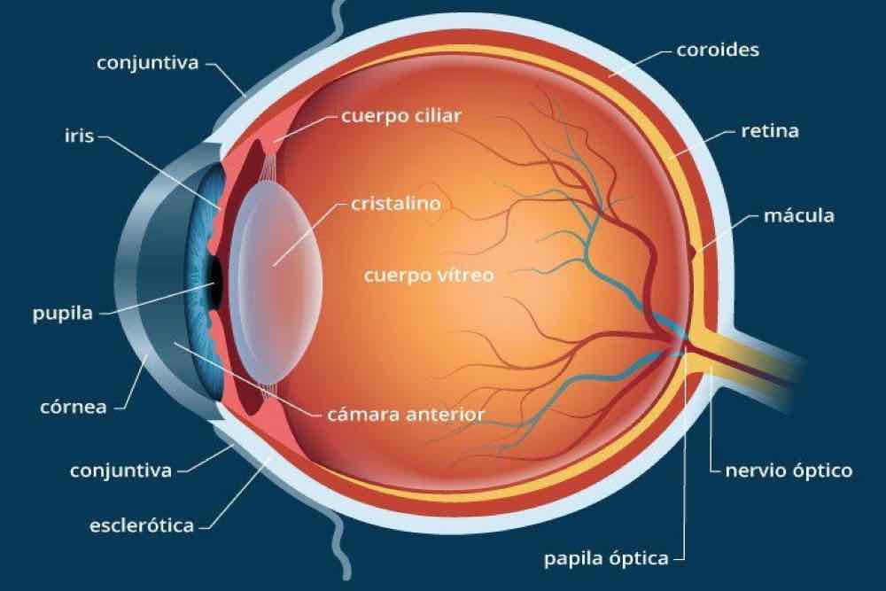 Anatomía del ojo - uvea