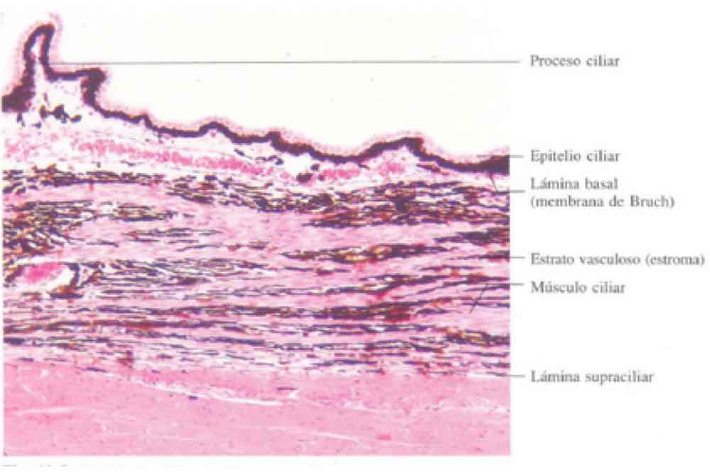 Histologia músculo ciliar