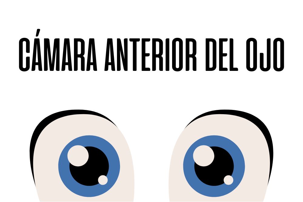 Cámara anterior del ojo / Ojopedia