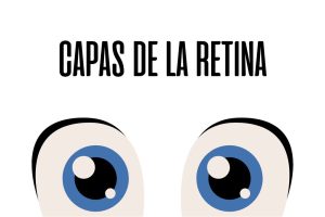 Capas de la retina