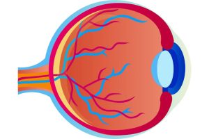 ¿Por qué el cristalino y la córnea son transparentes?