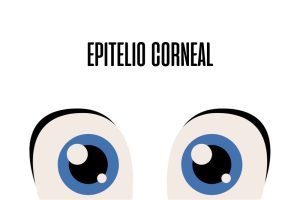 Epitelio corneal