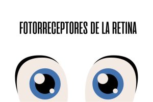 Fotorreceptores de la retina