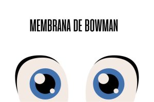 Membrana de Bowman
