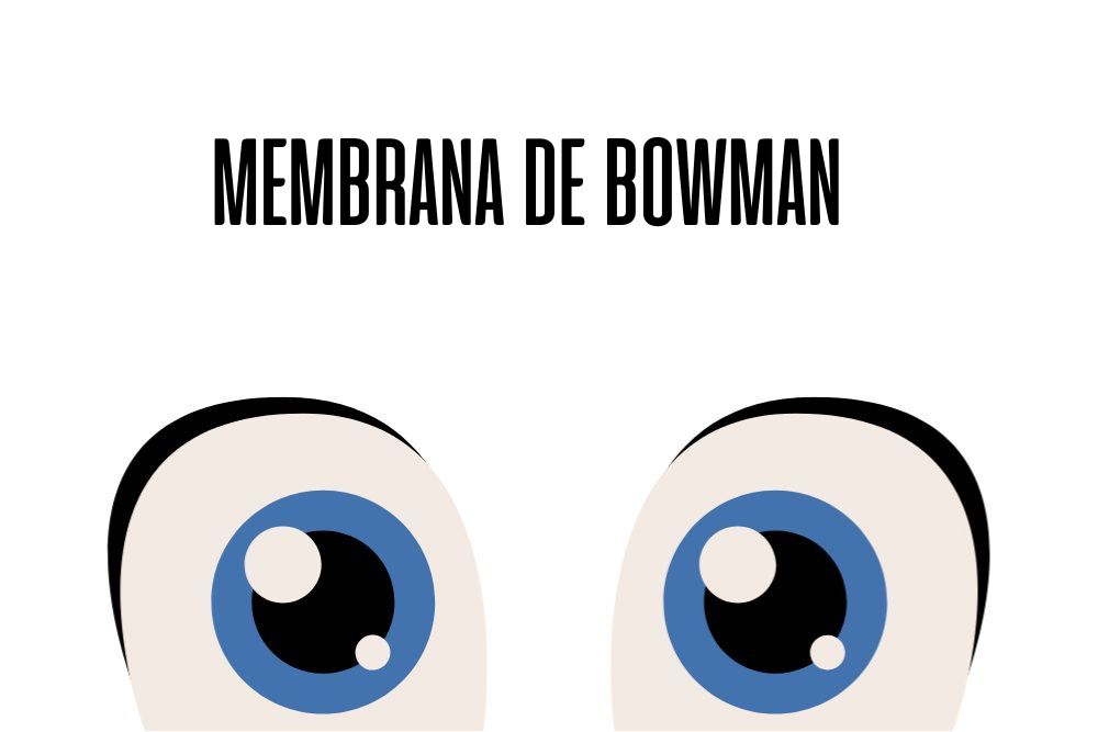 Membrana de Bowman / Ojopedia