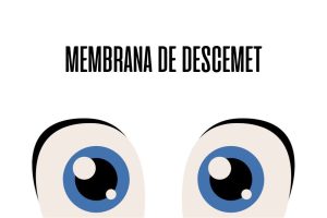 Membrana de Descemet